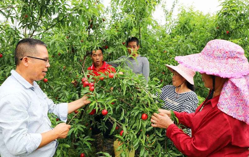 钟山县水果专家深入果园传授技术要领。