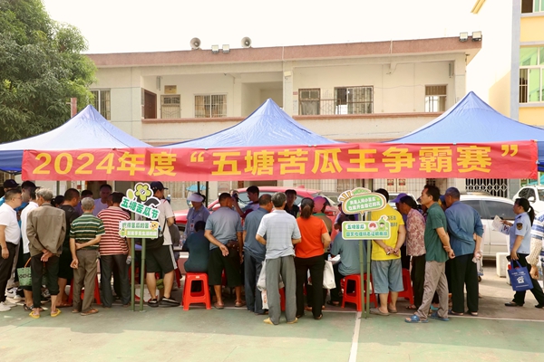 五塘苦瓜争霸赛现场热闹非凡。