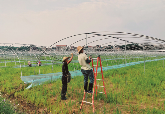 木格镇辣椒连片种植基地工人正在基地搭建大棚。傅慧婷摄