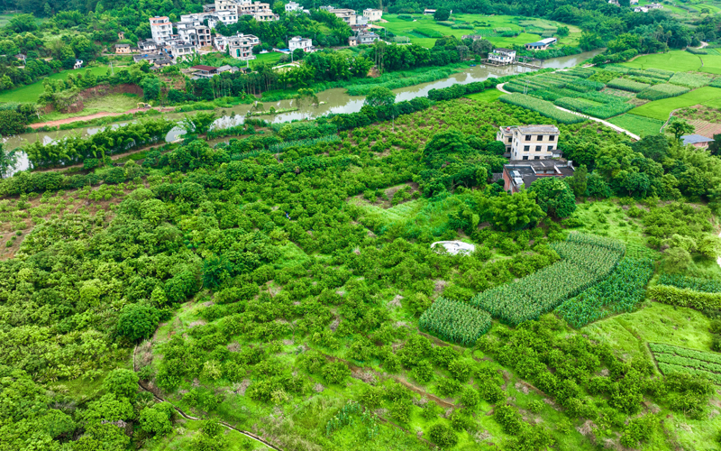 石头镇泗福村香水柠檬种植基地。