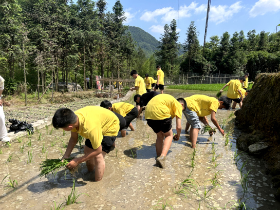 学生在田地里体验插秧。