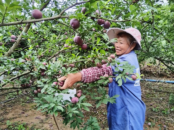 农户正在采摘三华李