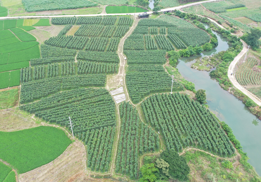 洛西村豆角种植基地。欧振波摄