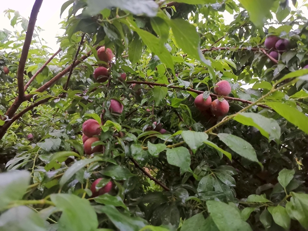 李果挂满枝头。黄燕群摄