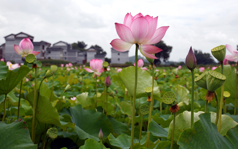 朵朵荷花亭亭玉立。