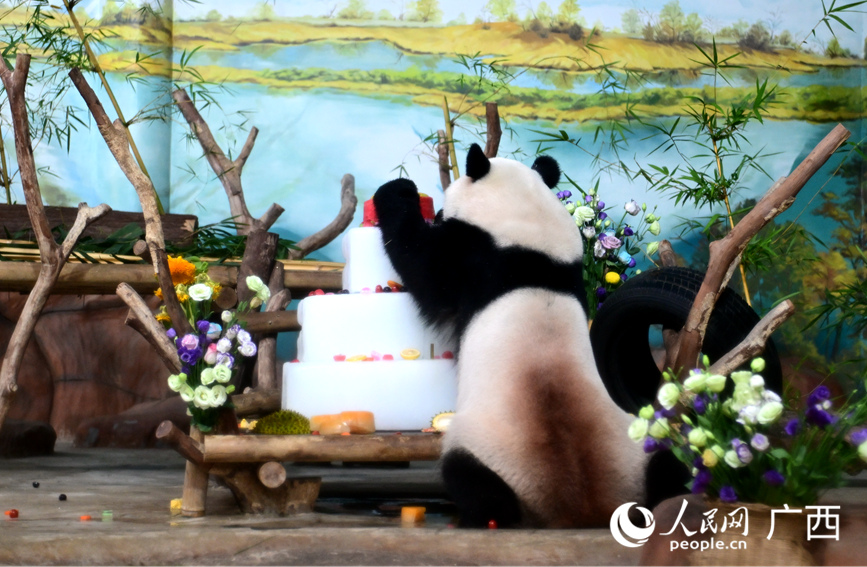 熊猫在享用美食。人民网 雷琦竣摄