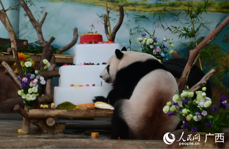 熊猫在享用美食。人民网 雷琦竣摄