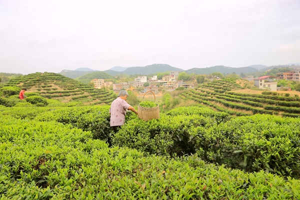 木梓阿婆茶种植基地。刘志宁摄.jpg