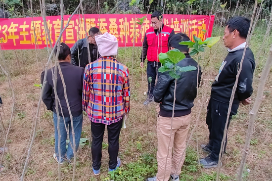 初化村蚕种养殖技术在田间培训。凌云县委宣传部供图