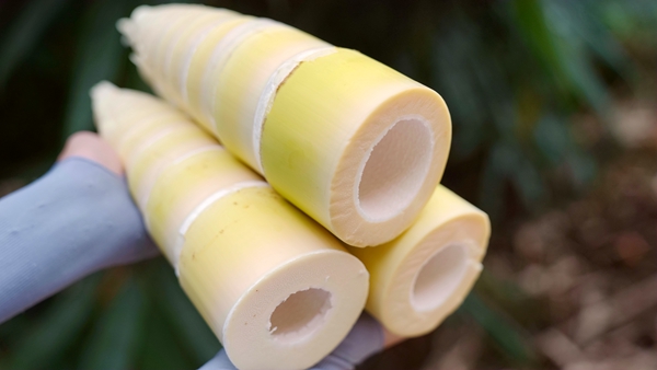 初加工后的竹筍。