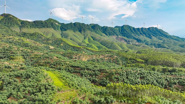 港北區中裡鄉平安村平山屯竹林。
