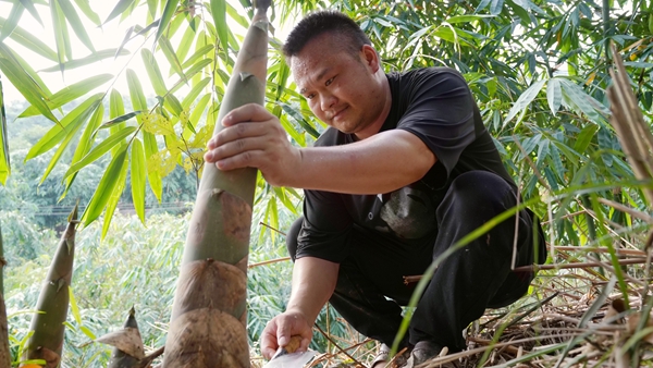 農戶在竹林裡砍收竹筍。