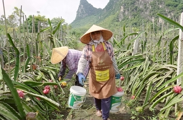 工人正在采摘火龙果。