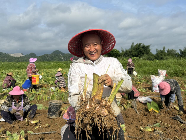 合山市河里镇300亩芋头种植实验基地大获丰收，村民脸上露出丰收喜悦。黎庶爽摄