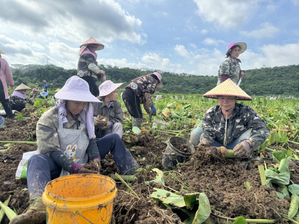 工人们正忙着采拔红芽芋。黎庶爽摄