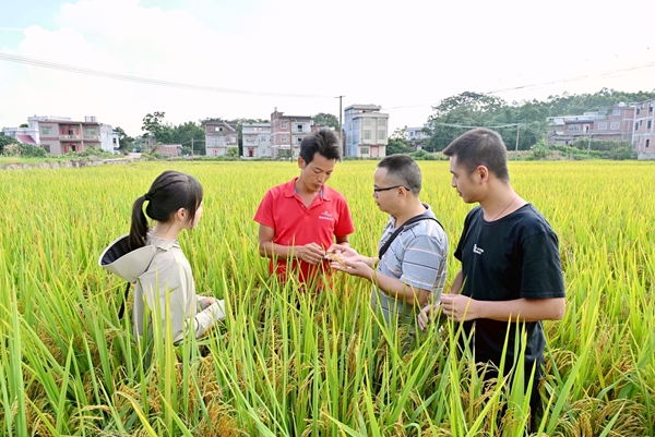 技术人员与种植户查看水稻丰收长势。曾钎祥摄