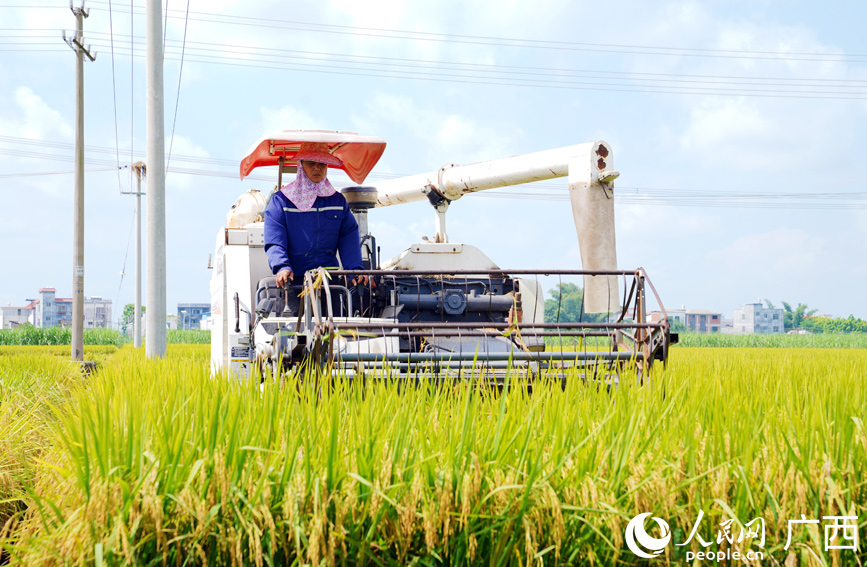 港北区采用机械化收割水稻。人民网记者 王勇摄