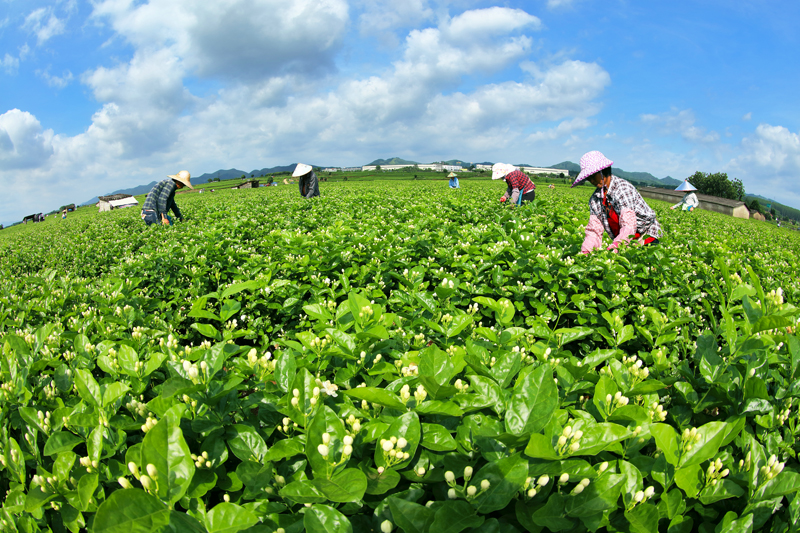 花农在采摘茉莉鲜花。横州市融媒体中心供图
