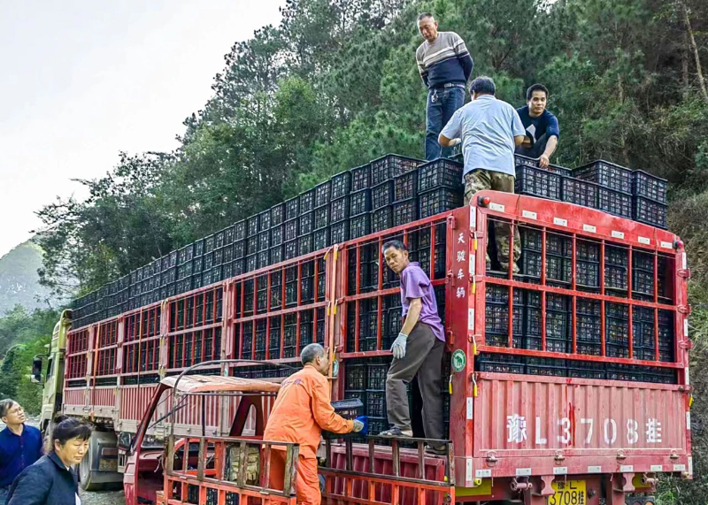 准备上高速收费口的货车。零银卿摄