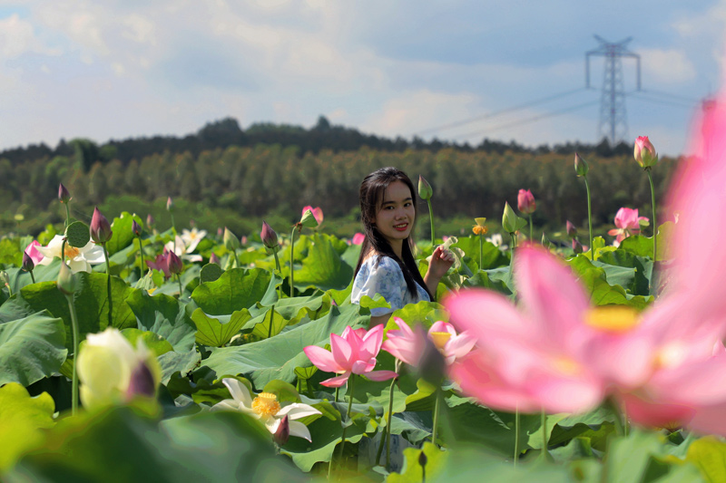 游客在賞花、拍照。