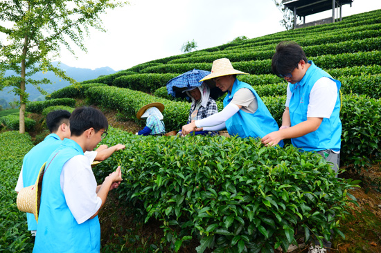 柳鐵職院學子在採茶。柳鐵職院供圖