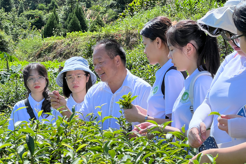 基地负责人向八桂油茶团队成员介绍红茶、绿茶、恭城油茶叶的采摘标准。八桂油茶团队供图