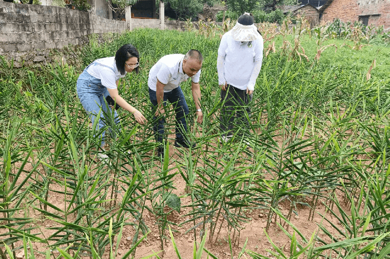 八桂油茶团队走访农户生姜种植点。八桂油茶团队供图