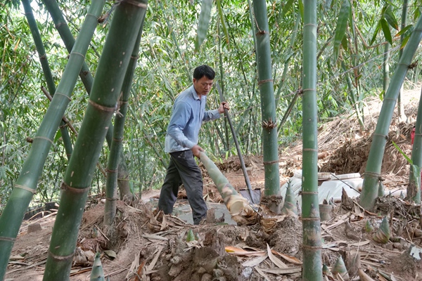 笋农正在竹林采挖麻竹笋。