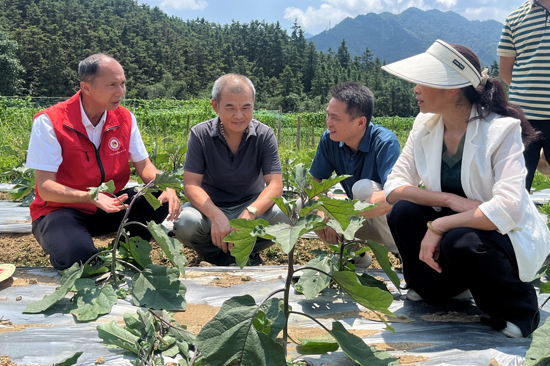 广西乡村科技特派员到基地指导茄子生产。陈迈摄