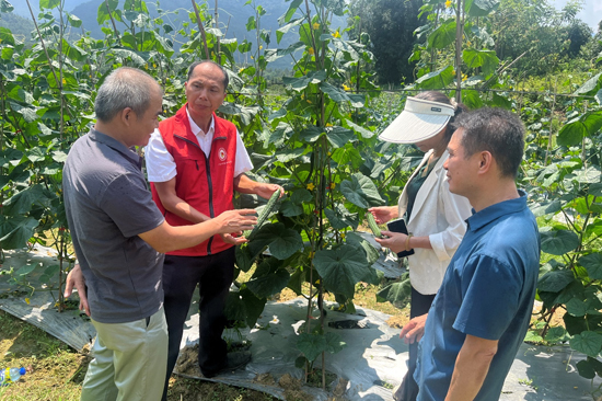 广西乡村科技特派员到基地指导黄瓜生产。陈迈摄