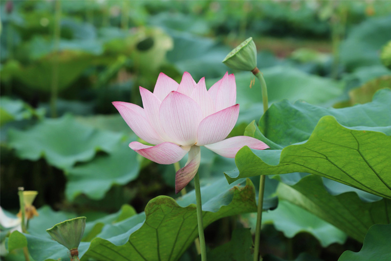 融水：游客为“荷”而来，尽享美好时光