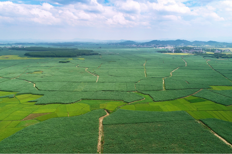 甘蔗种植基地。吴国镇摄