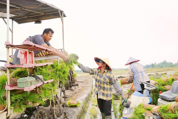 村民忙着运秧、装秧、上秧。