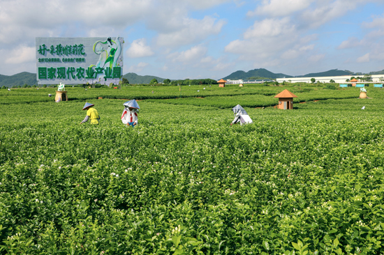 國家現代農業產業園。橫州市委宣傳部供圖