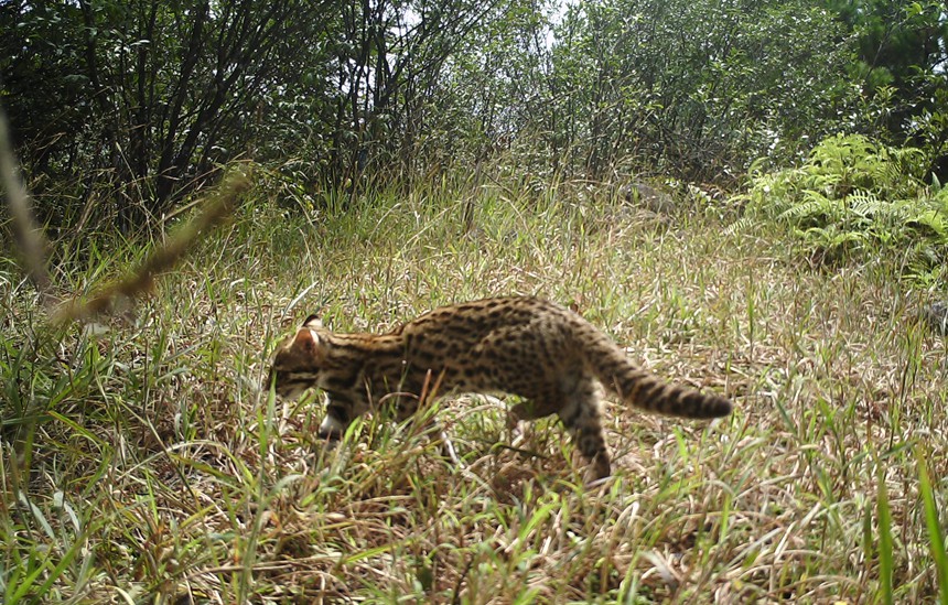 豹猫。猫儿山保护区管理处供图