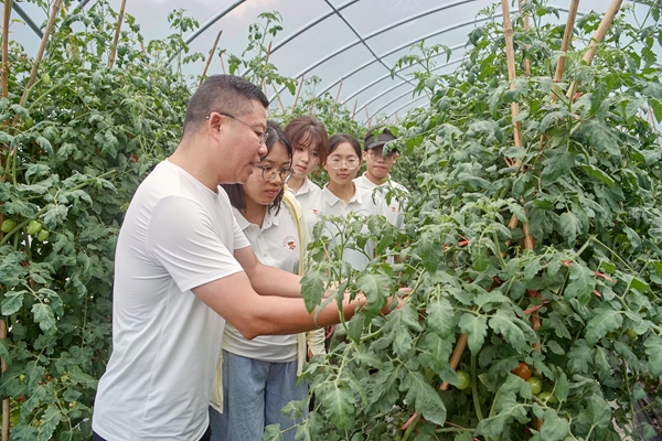 乡村振兴促进团参观番茄种植示范基地。黄坤富摄