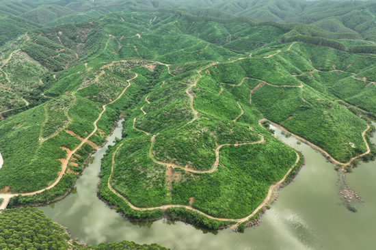 武陵镇“油茶+岗梅”种植基地