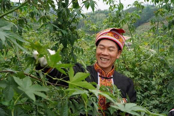 村民正在采摘甜茶叶。文永红摄