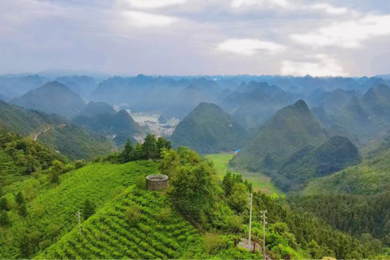 高山有机茶园特色