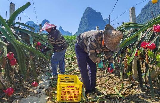 村民在采摘火龙果