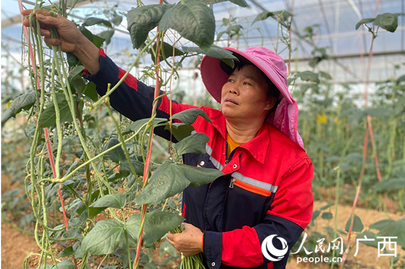 采摘豇豆角。人民网 冯肖慧摄