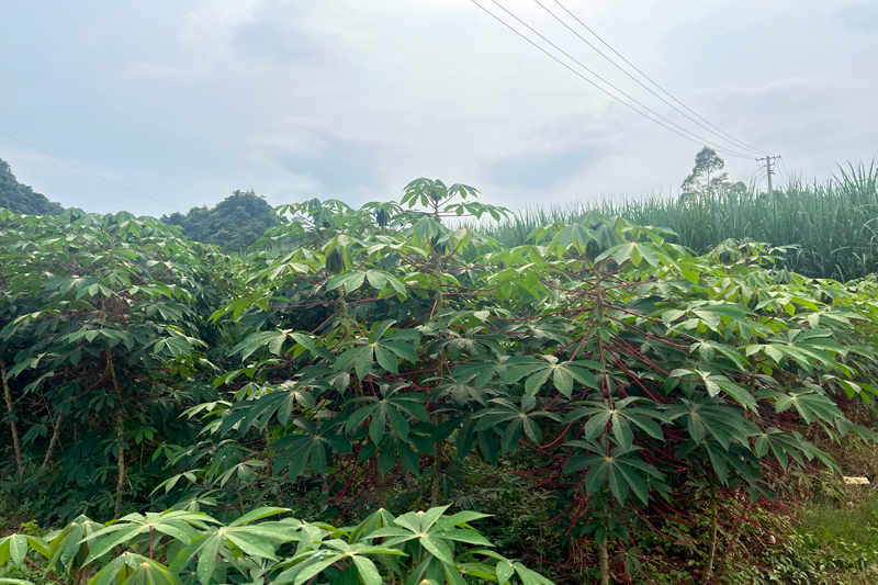 木薯长势喜人叶片厚绿。