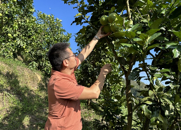 驻村第一书记甘友林在龙鱼村三红蜜柚基地查看挂果情况。孙超摄