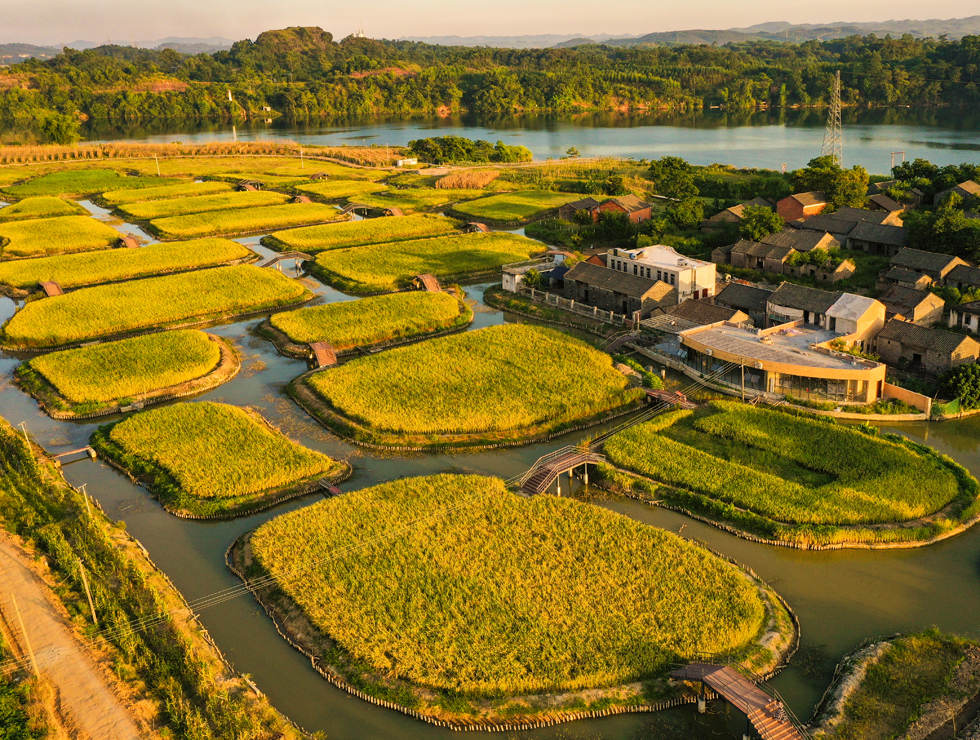 盛夏时节，南宁市江南区三江口景区里，阳光与金色的稻田构成一幅柔美的田园画卷。邓国华摄