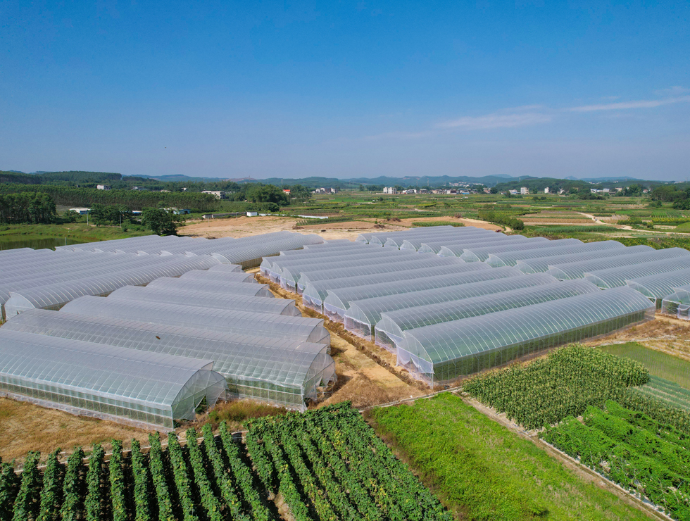 位于江西镇的广西邦晟农业蔬菜基地。邓国华摄