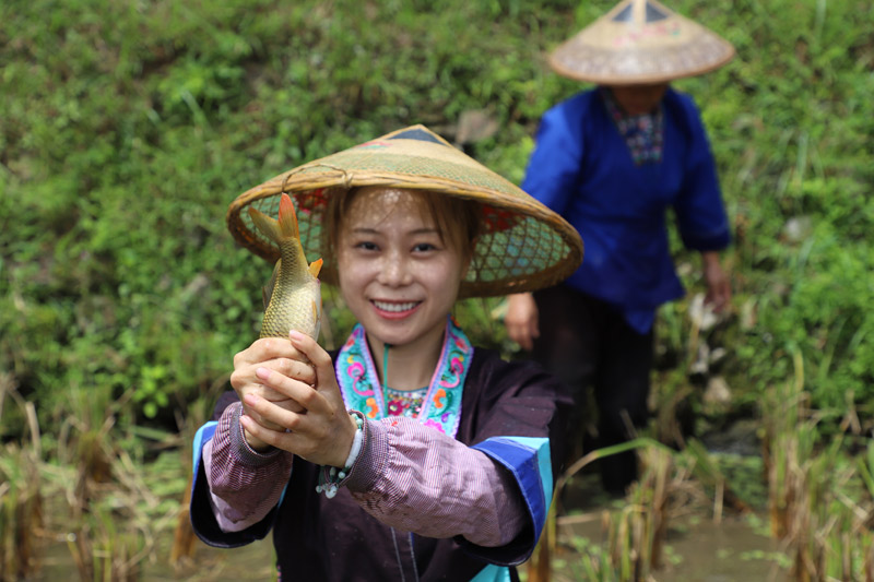 村民抓到了一条禾花鲤鱼。