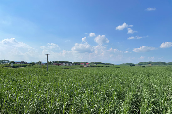 來賓市興賓區鳳凰鎮〝雙高〝糖料蔗生產特色農業示范區