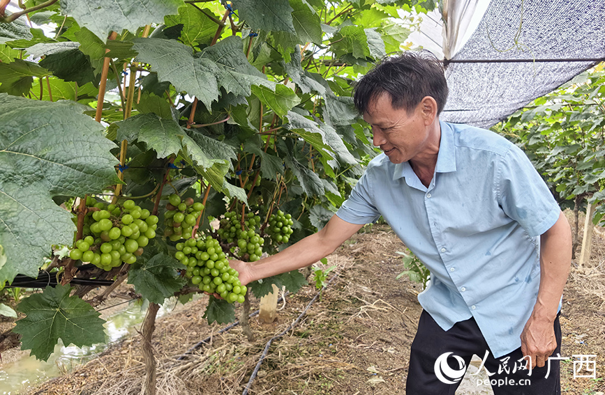 村民在护理果园中的葡萄。人民网 付华周摄