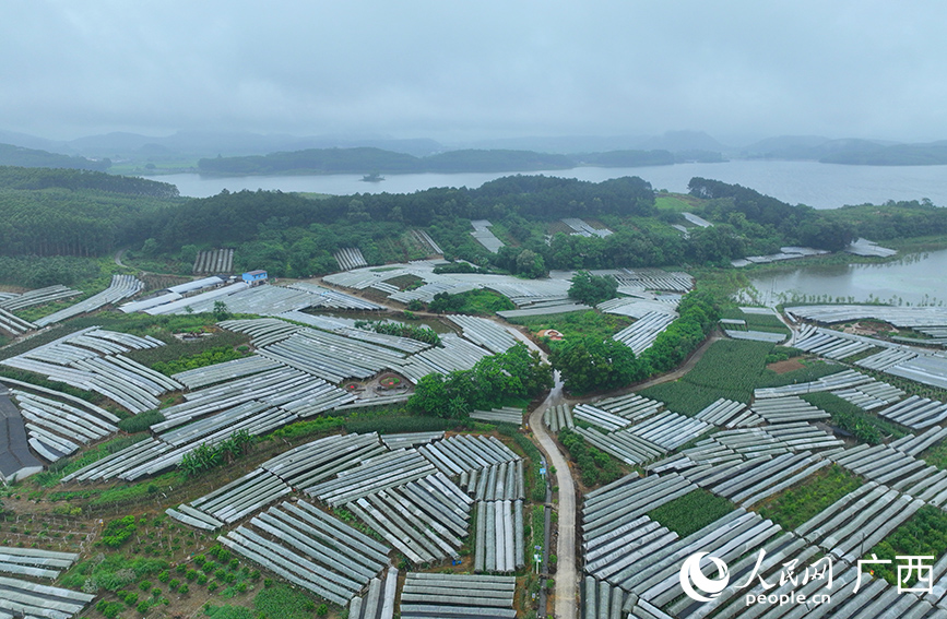 古村葡萄示范基地。人民网 付华周摄