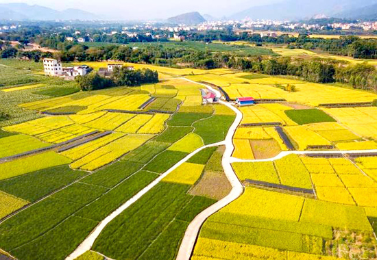 黄关镇李官村稻鱼种养基地